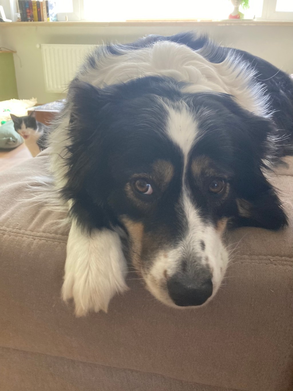 Honden