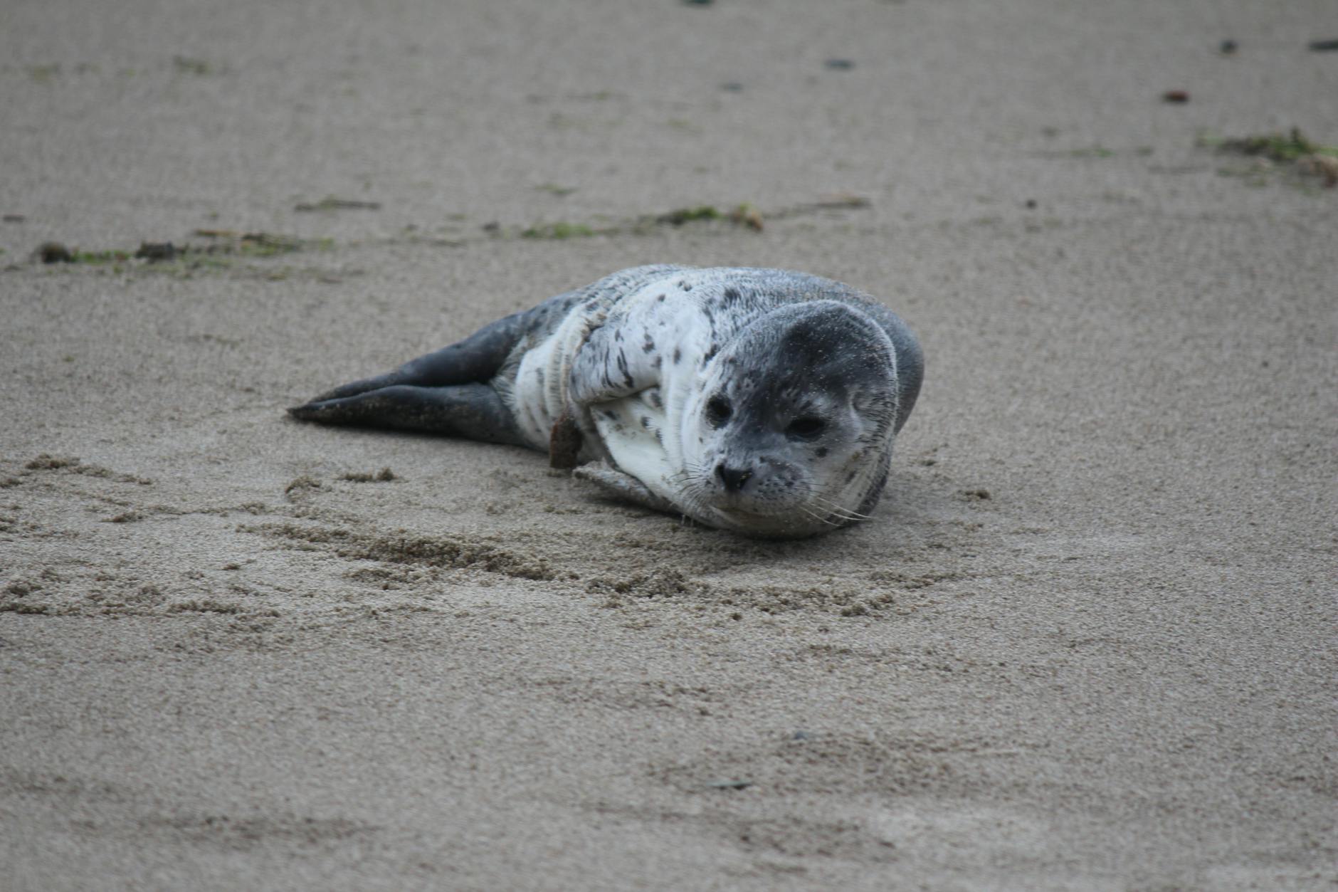 Zeehond